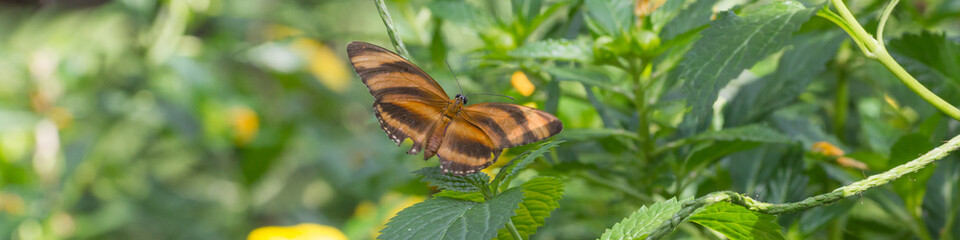 Bunter Schmetterling