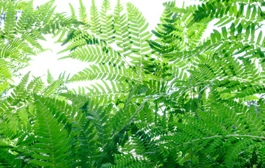 luxurious as a tropical palm fern leaves intertwine bizarrely with each other - green summer background