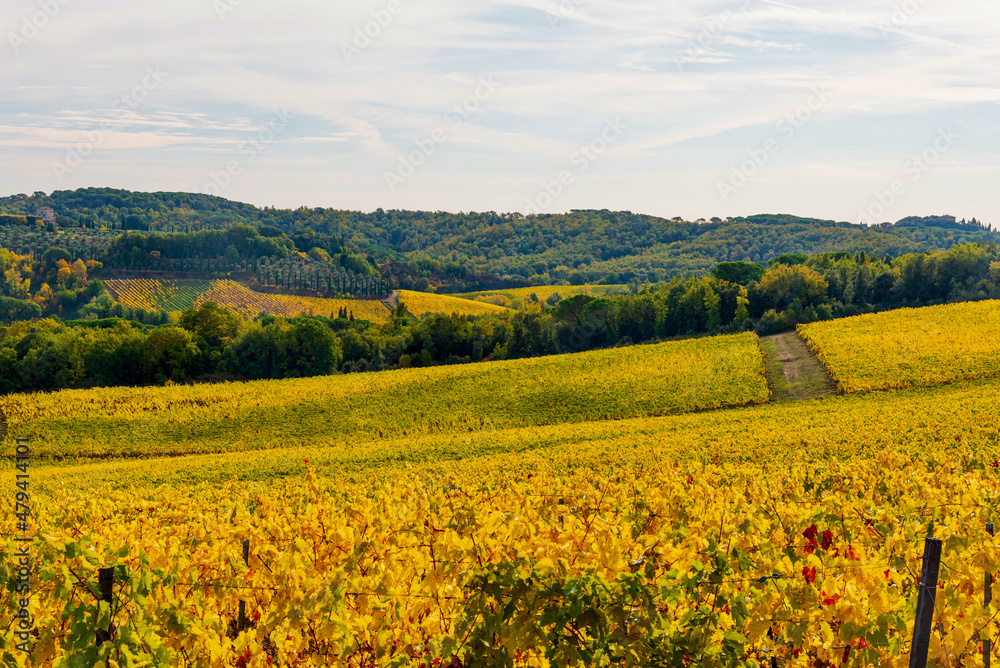 Canvas Prints autumn in the Sienese Chianti