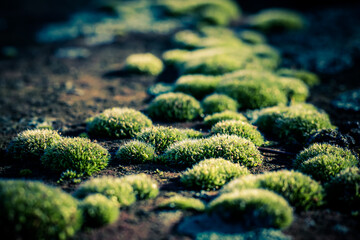 Green moss on the wall closeup, moss texture