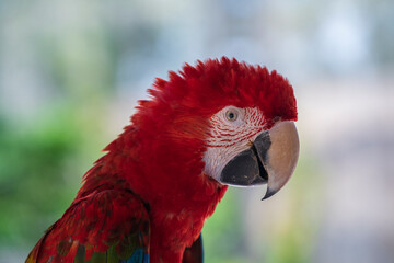 Red Macaw Parrot in Bali Bird Park, Indonesia