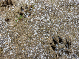 dog tracks on the ground