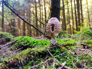 Pilzfotos / mushroom pictures - In einem Wald forografiert / photographed in a forrest in...