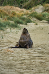 A male New Zealand sea lion or Hooker’s sea lion (Phocarctos hookeri) on the beach of The Catlins, South Island, New Zealand. This is an endangered species.

