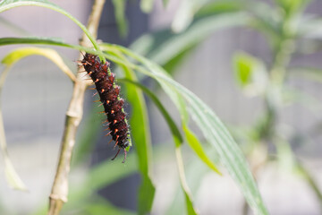 Bunter Schmetterling