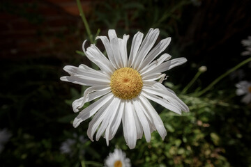 Margarita que florecida con las hojas da&ntilde;adas en verano.