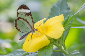Bunter Schmetterling