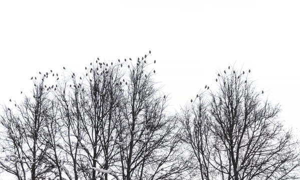Lots of birds on tree branches on a white background.