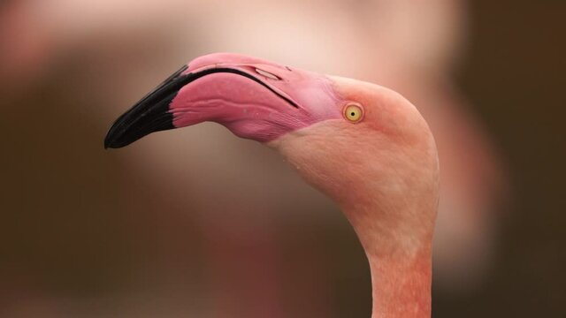 Greater Flamingo (Phoenicopterus roseus) shaking its head