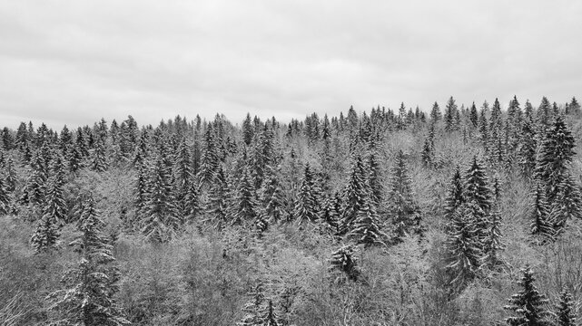 Forrest during the winter season. High quality photo