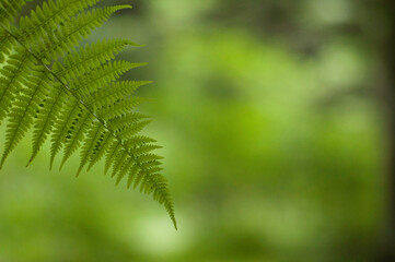 Blurry background with space for text and a fern leaf.