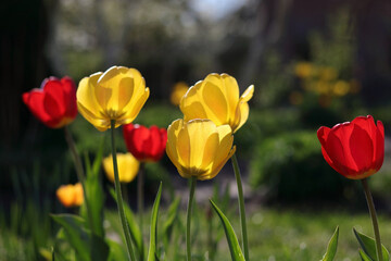 A group vibrant yellow tulips. Select focus. Typical scenery with tulips. Tulips background. Spring flowers. First spring flowers. Ecology. Freshness. Tulips on green background. 