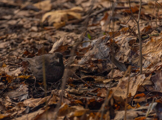 Blackbird in cold winter cloudy day with dry leafs
