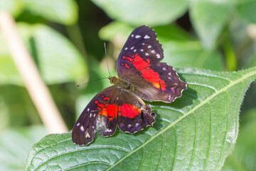 Bunter Schmetterling