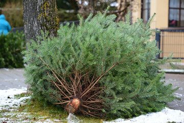 Used and discarded old Christmas trees are lying on the roadside in Germany in January, waiting to...