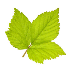 green leaf of stone brambe berry isolated on white
