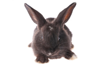 black rabbit isolated on white background