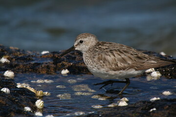 B&eacute;casseau de Baird, Calidris bairdii - 2008 11 13 205012 Argentine - Puerto Deseado - 882