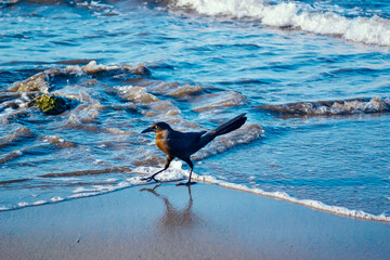 Black bird walking on the sand on the beach, with the sea wave background.