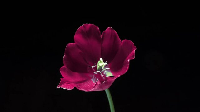 Beautiful pink tulip flower blooming on black background, close-up. Trend colour 2022. Demonstrating the color of 2022 - Very Peri. Wedding backdrop, Valentine's Day concept. Birthday bunch. Flower