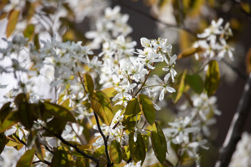 Juneberry shrub (Amelanchier lamarckii)