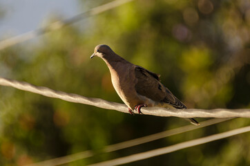 a small pigeon on a power cable there are several wires in the background