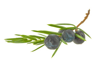 twig with blue juniper berries isolated on white