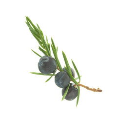 single branch with blue juniper berries isolated on white