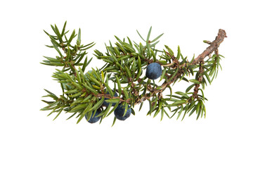 twig with juniper blue berries isolated on white