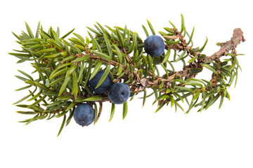 twig with juniper blue berries isolated on white