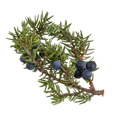 twig with blue juniper berries isolated on white