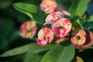 Euphorbia milii blooms close-up in the garden