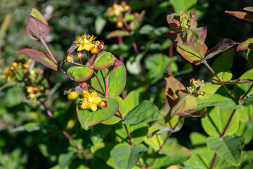 Obraz premium Close-up of Yellow flowers of Tutsan under a sunny sunlight
