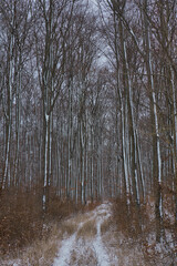 Waldweg im Winter