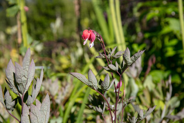 Red flower of Lamprocapnos spectabilis