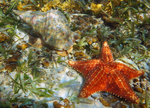 Sea snail and starfish underwater Caribbean sea (Atlantic triton trumpet, Charonia variegata and Cushion sea star, Oreaster reticulatus)