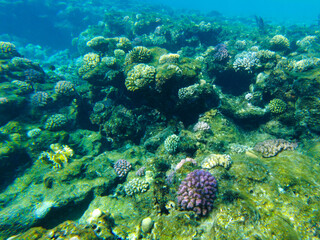 Naklejka na ściany i meble colorful corals and fish in the red sea sharm el sheikh