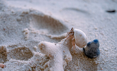 The crab hermit on the beach