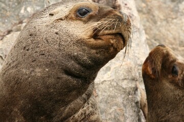 Otarie &agrave; crini&egrave;re, otarie de patagonie, otaria flavescens, byronia - 2008 11 17 165219 Argentine - Ushuaia - 464