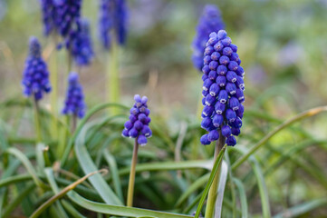 Flowers of Grape hyacinth in the garden.