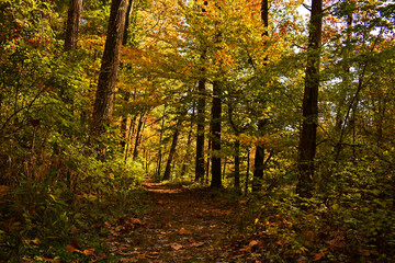 Obraz premium A wooded trail in autumn. Colorful trees line the trail.