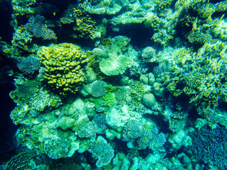 Naklejka na ściany i meble colorful corals and fish in the red sea sharm el sheikh