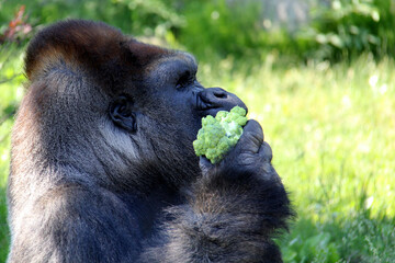 portrait of a gorilla playing with food