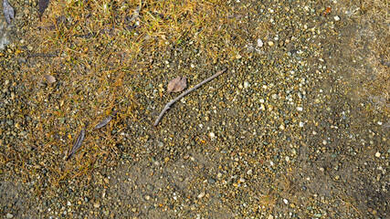 Small pebbles, sticks, fallen leaves and yellowed needles on the ground in autumn