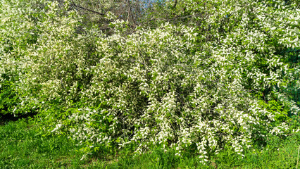 Fototapeta na wymiar A large bush or tree of blooming white bird cherry on a background of green foliage and grass in spring. Close-up of a flowering tree with little blossoms.