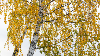 Bottom view of a birch tree with golden yellow leaves against a white sky