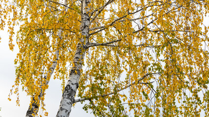Obraz premium Bottom view of a birch tree with golden yellow leaves against a white sky
