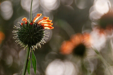 thorny plant with orange flowers, against the light, there are more plants in the background and some bokhes.