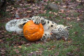 Snow leopard playing with a pumpkin
