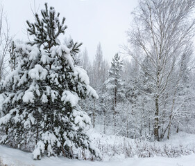 Forest near the road in the Leningrad region after a heavy snowfall.